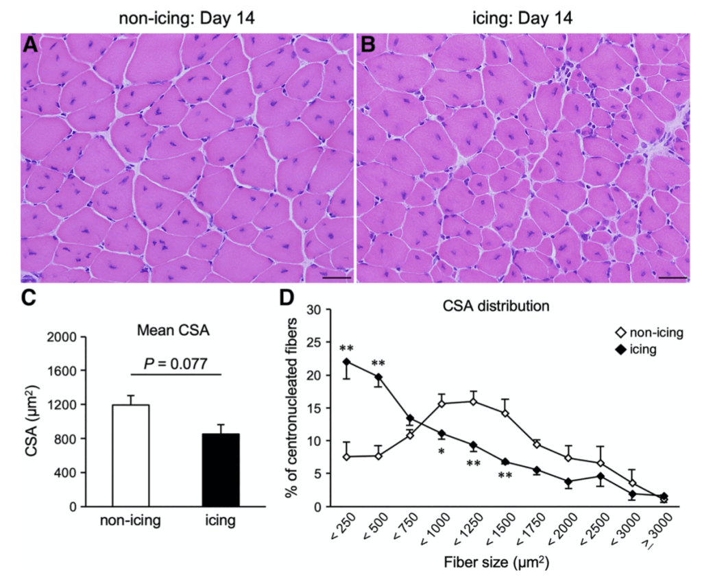 Figura 6. Maduración fibras musculares en función de si aplicó frío o no después de la lesión (Kawashima et al., 2021).